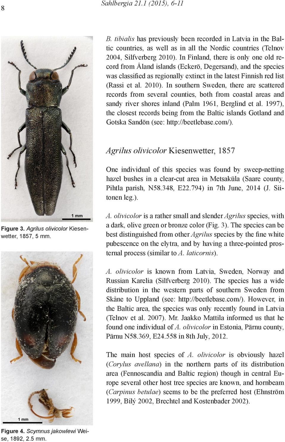 In southern Sweden, there are scattered records from several counties, both from coastal areas and sandy river shores inland (Palm 1961, Berglind et al.