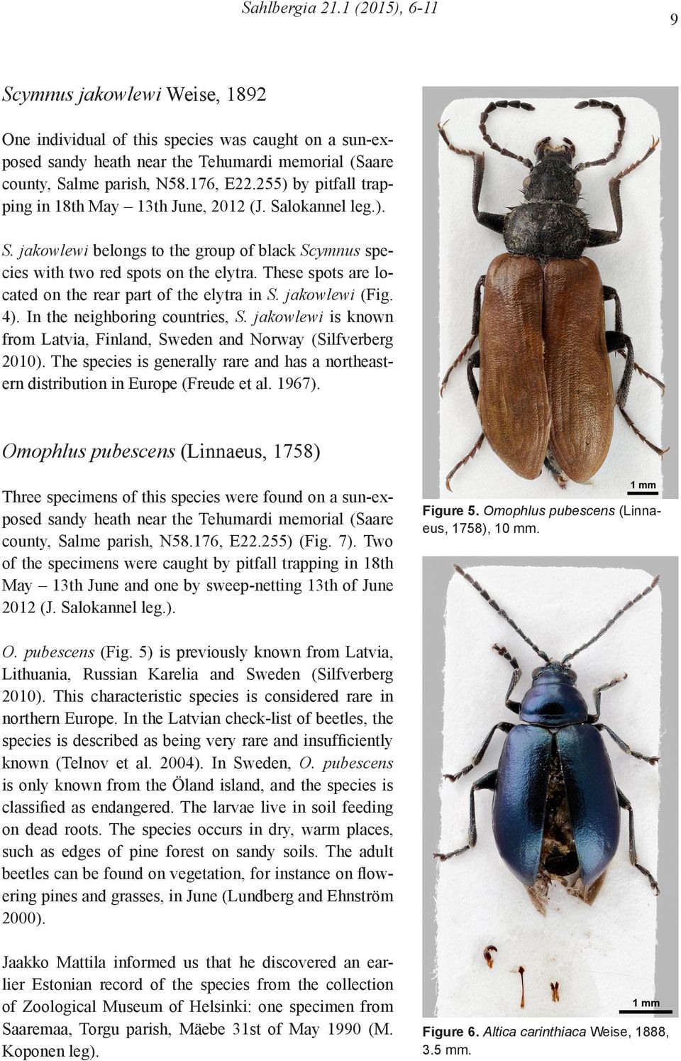 These spots are located on the rear part of the elytra in S. jakowlewi (Fig. 4). In the neighboring countries, S. jakowlewi is known from Latvia, Finland, Sweden and Norway (Silfverberg 2010).