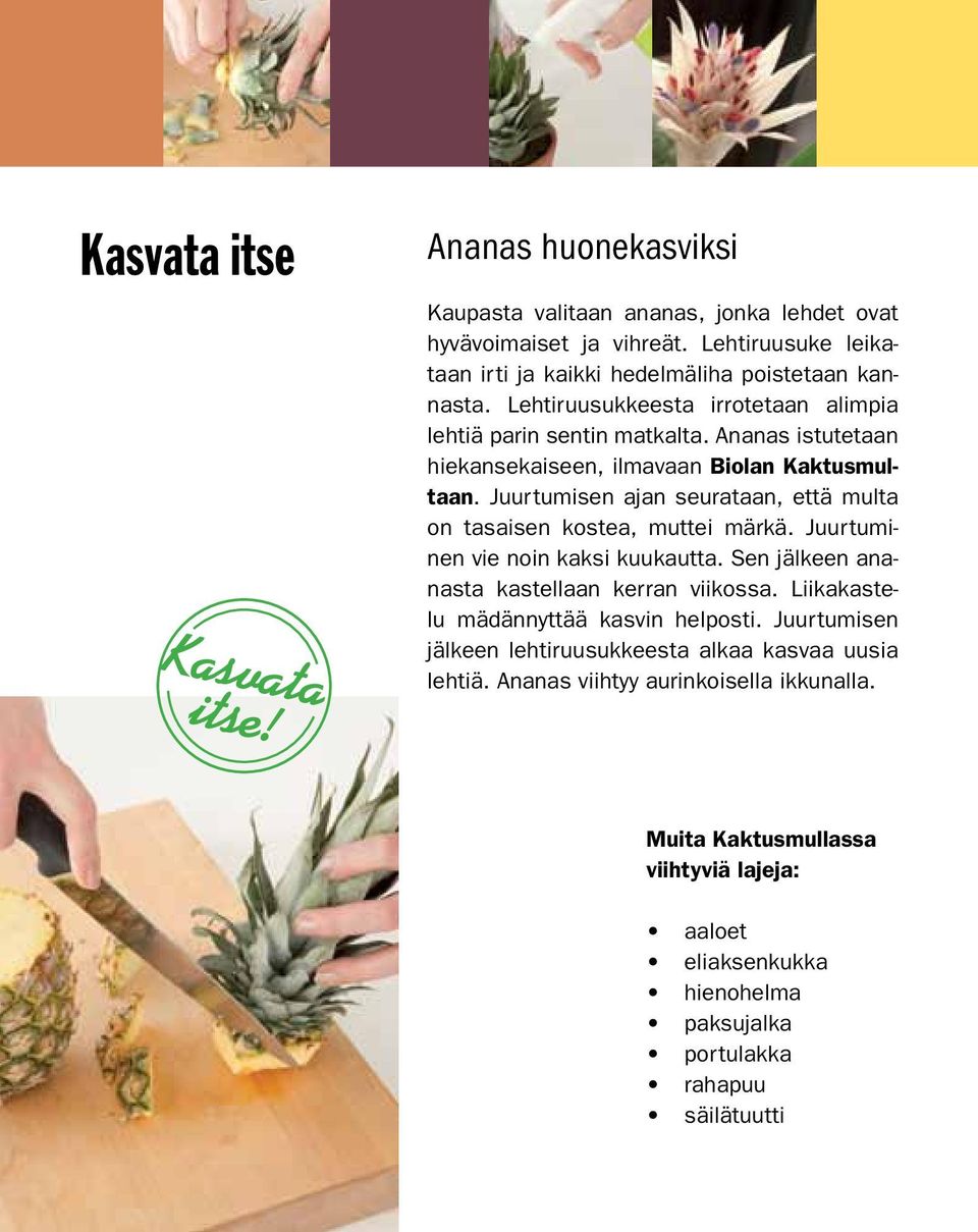 Ananas istutetaan hiekansekaiseen, ilmavaan Biolan Kaktusmultaan. Juurtumisen ajan seurataan, että multa on tasaisen kostea, muttei märkä. Juurtuminen vie noin kaksi kuukautta.