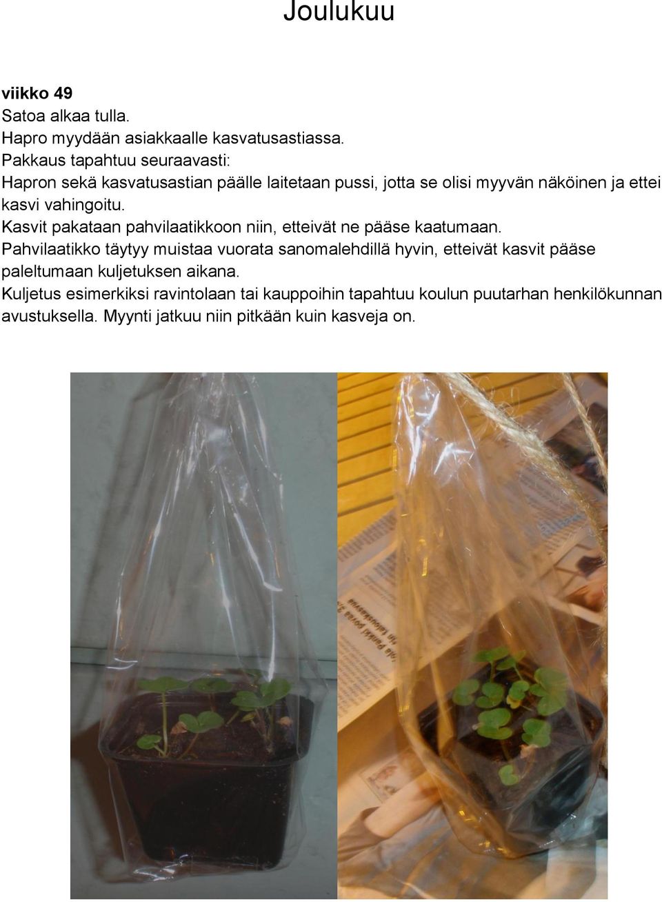 vahingoitu. Kasvit pakataan pahvilaatikkoon niin, etteivät ne pääse kaatumaan.