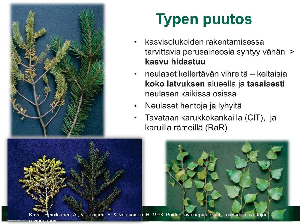 osissa Neulaset hentoja ja lyhyitä Tavataan karukkokankailla (ClT), ja karuilla rämeillä (RaR) Kuvat: