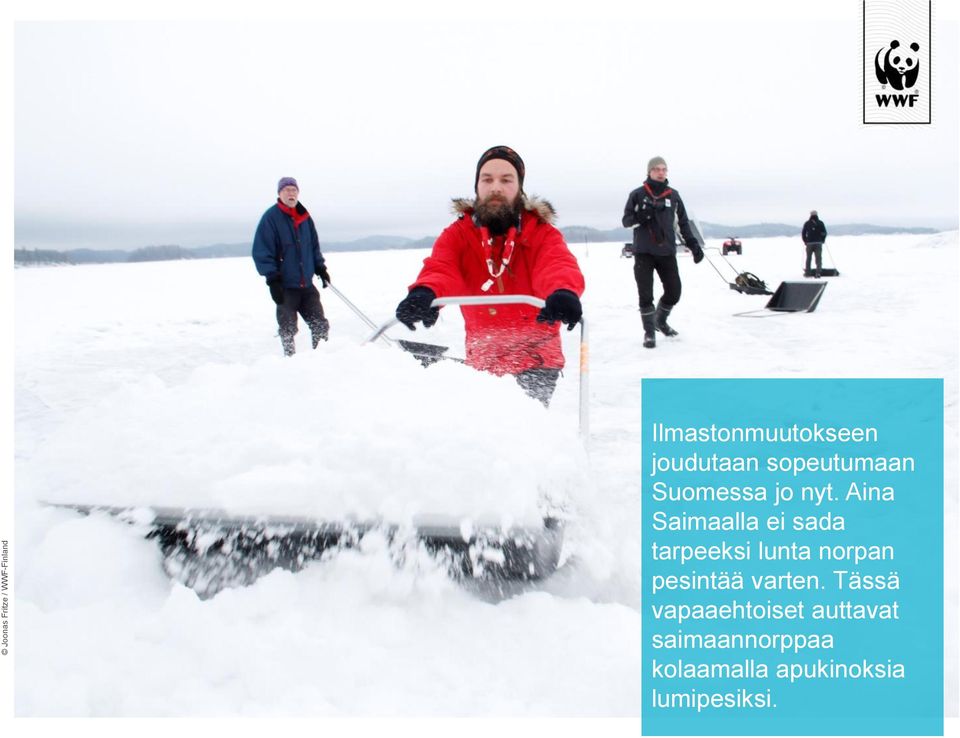 Aina Saimaalla ei sada tarpeeksi lunta norpan pesintää