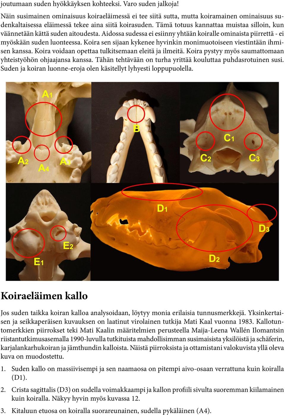 Tämä totuus kannattaa muistaa silloin, kun väännetään kättä suden aitoudesta. Aidossa sudessa ei esiinny yhtään koiralle ominaista piirrettä - ei myöskään suden luonteessa.