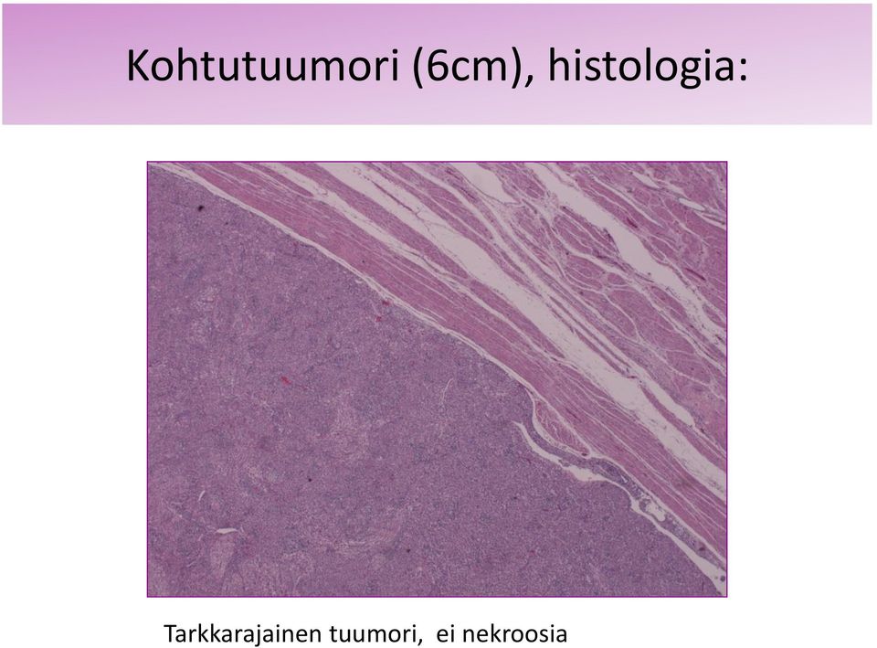 histologia: