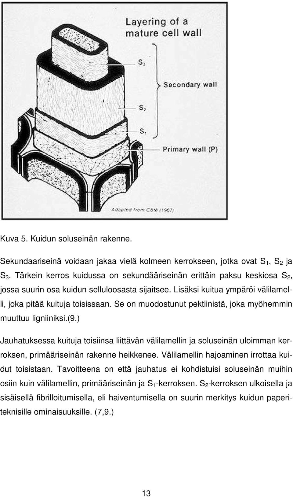 Se on muodostunut pektiinistä, joka myöhemmin muuttuu ligniiniksi.(9.) Jauhatuksessa kuituja toisiinsa liittävän välilamellin ja soluseinän uloimman kerroksen, primääriseinän rakenne heikkenee.