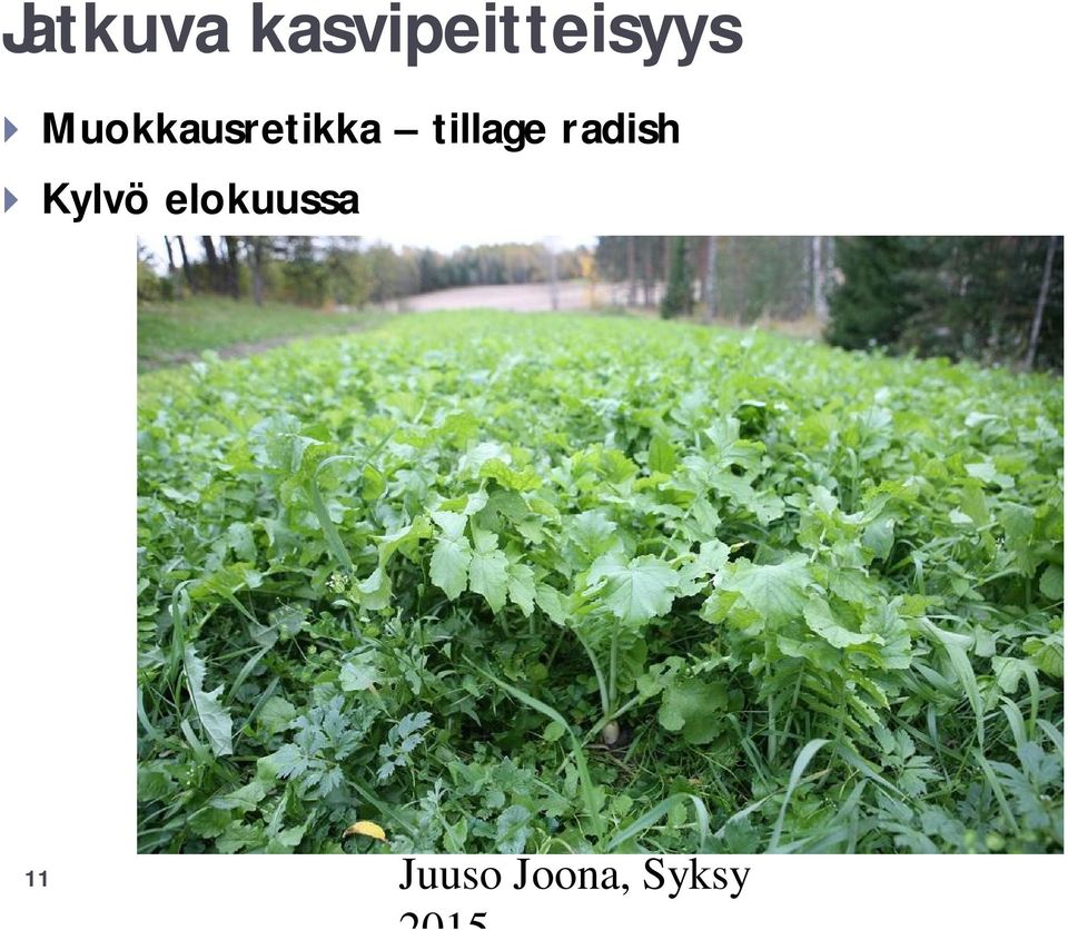 radish } Kylvö elokuussa