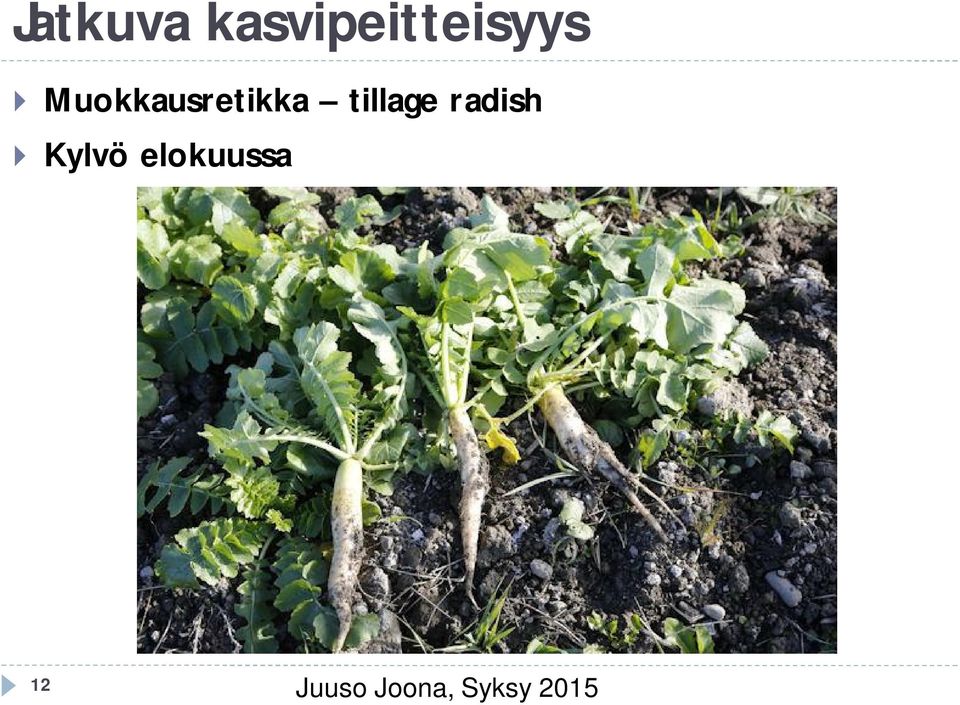 radish } Kylvö elokuussa