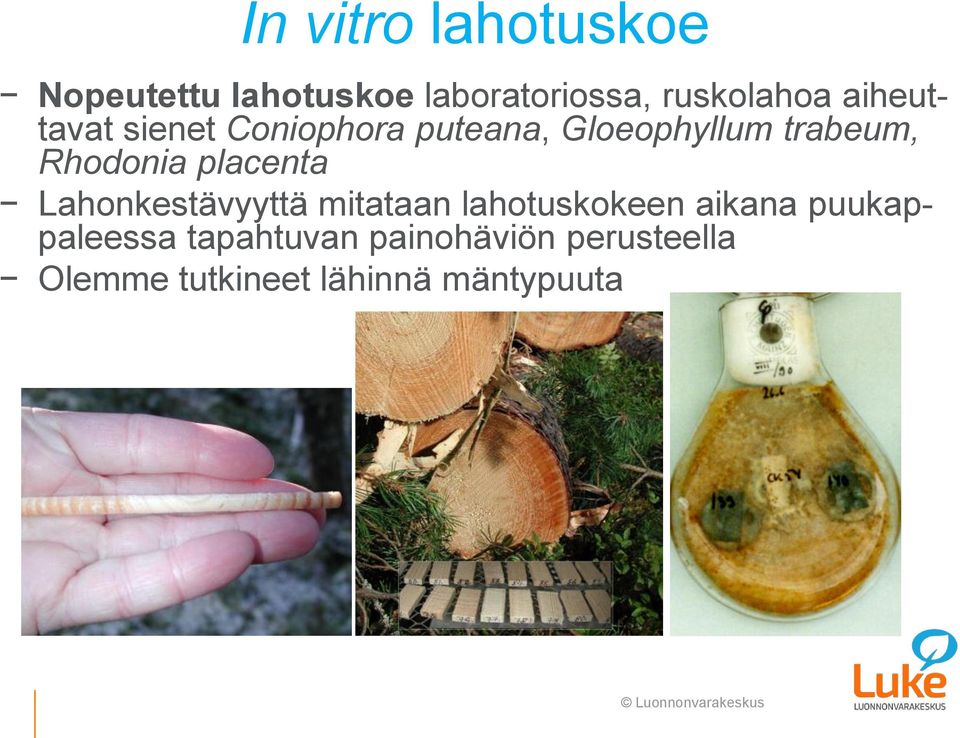 placenta Lahonkestävyyttä mitataan lahotuskokeen aikana