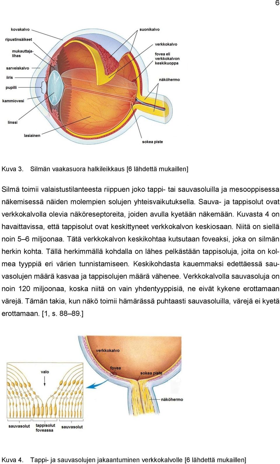 yhteisvaikutuksella. Sauva- ja tappisolut ovat verkkokalvolla olevia näköreseptoreita, joiden avulla kyetään näkemään.