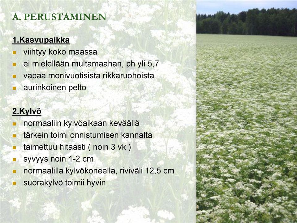 monivuotisista rikkaruohoista aurinkoinen pelto 2.