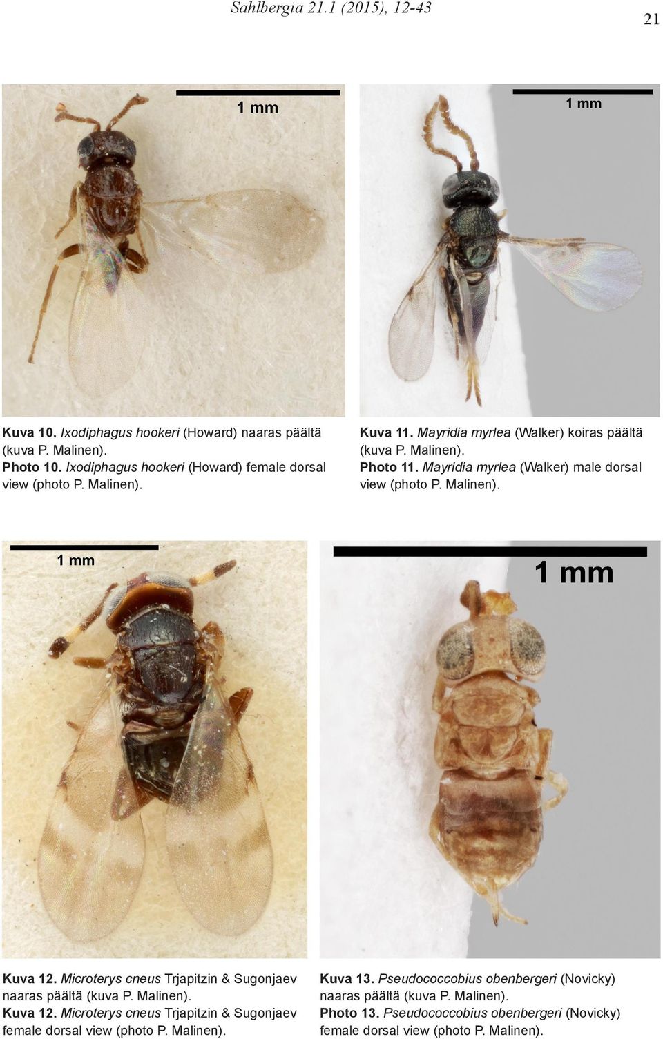 Mayridia myrlea (Walker) male dorsal view (photo P. Malinen). Kuva 12. Microterys cneus Trjapitzin & Sugonjaev naaras päältä (kuva P. Malinen). Kuva 12. Microterys cneus Trjapitzin & Sugonjaev female dorsal view (photo P.