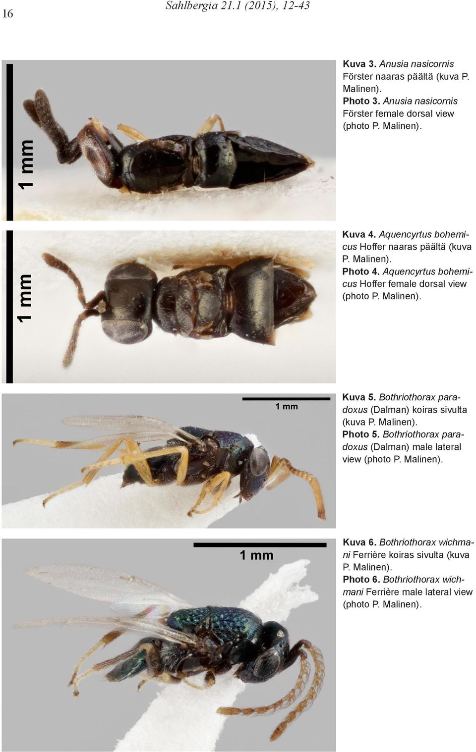 Aquencyrtus bohemicus Hoffer female dorsal view (photo P. Malinen). Kuva 5. Bothriothorax paradoxus (Dalman) koiras sivulta (kuva P. Malinen). Photo 5.