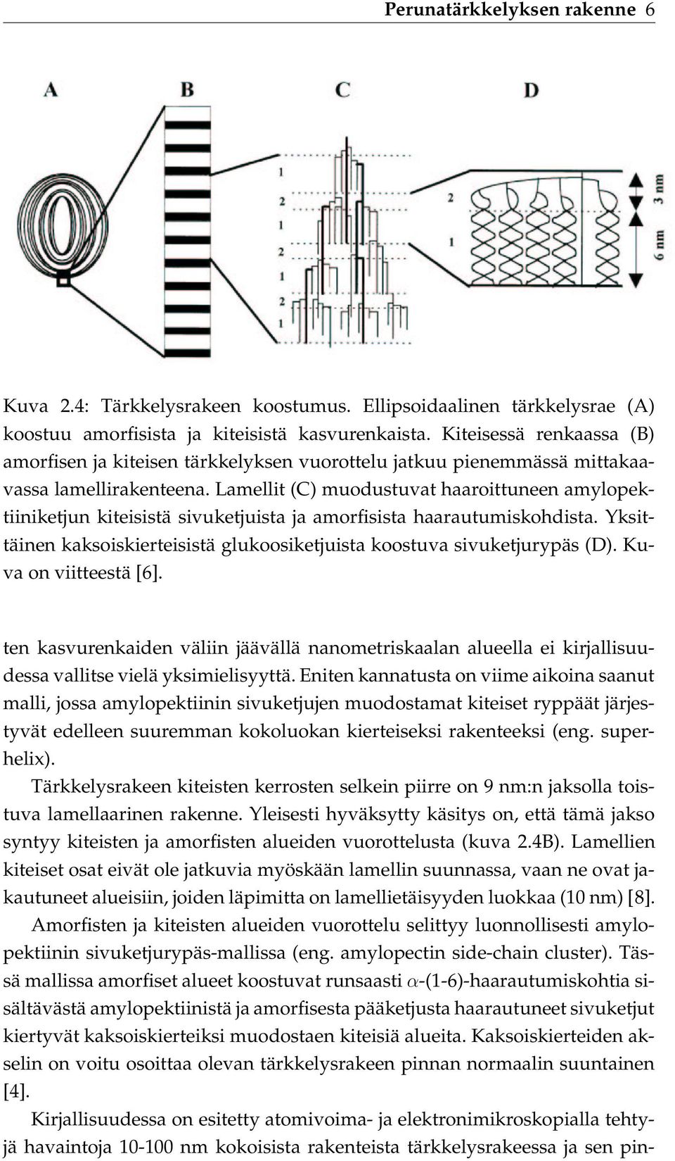 Lamellit (C) muodustuvat haaroittuneen amylopektiiniketjun kiteisistä sivuketjuista ja amorfisista haarautumiskohdista. Yksittäinen kaksoiskierteisistä glukoosiketjuista koostuva sivuketjurypäs (D).