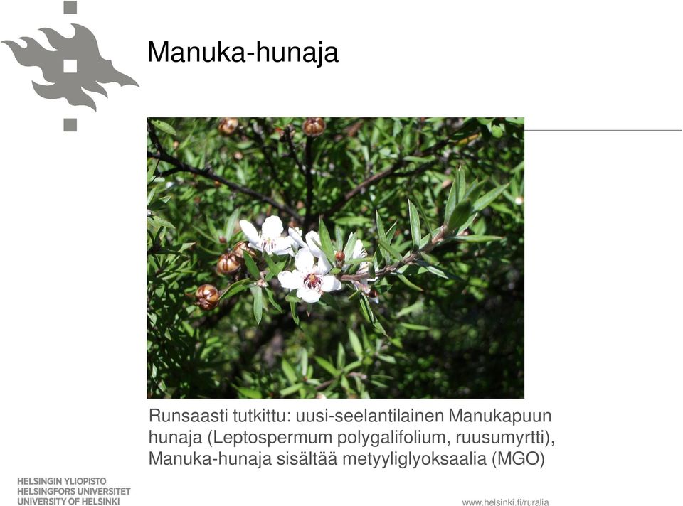 (Leptospermum polygalifolium,