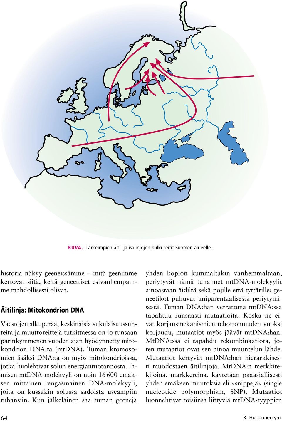 Tuman kromosomien lisäksi DNA:ta on myös mitokondrioissa, jotka huolehtivat solun energiantuotannosta.