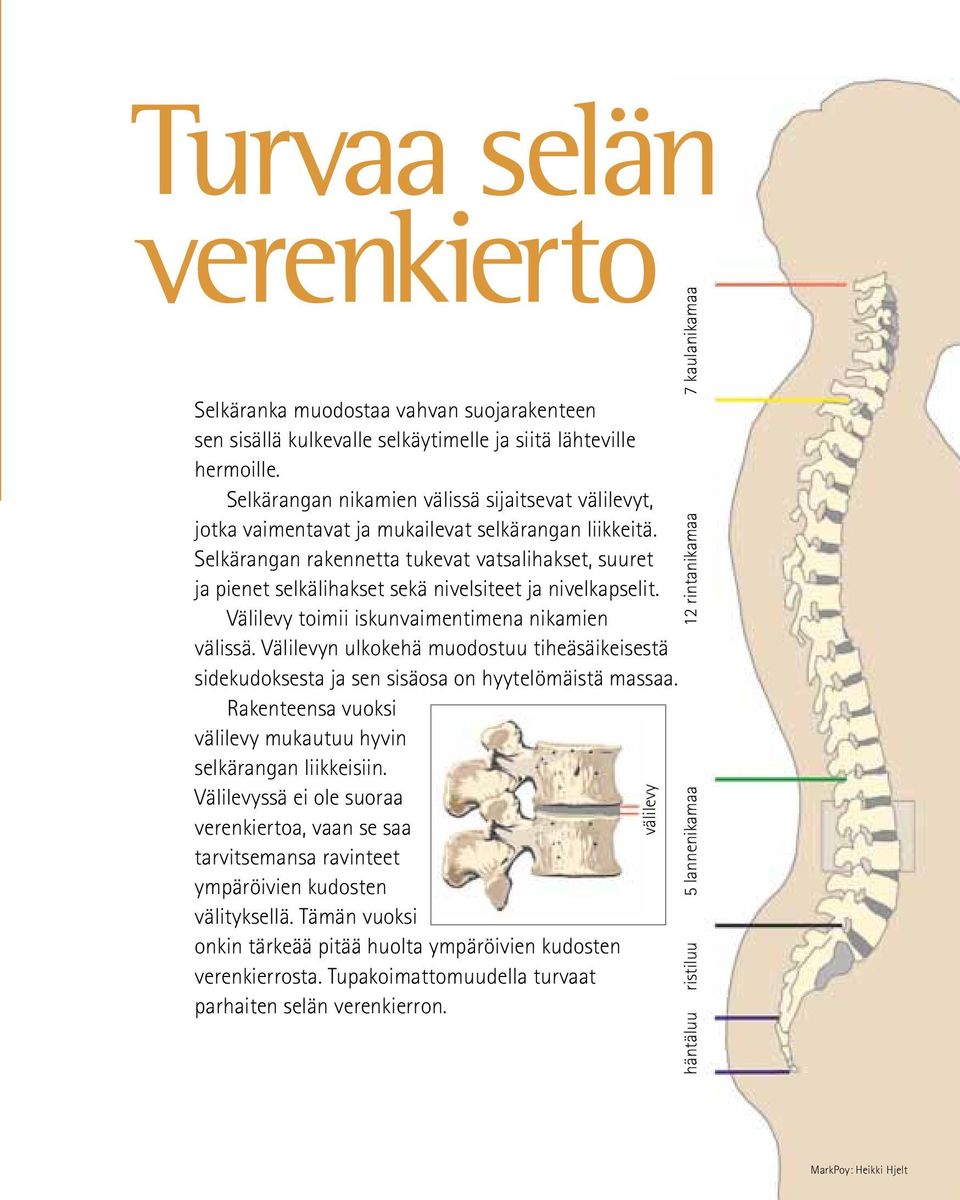 Selkärangan rakennetta tukevat vatsalihakset, suuret ja pienet selkälihakset sekä nivelsiteet ja nivelkapselit. Välilevy toimii iskunvaimentimena nikamien välissä.