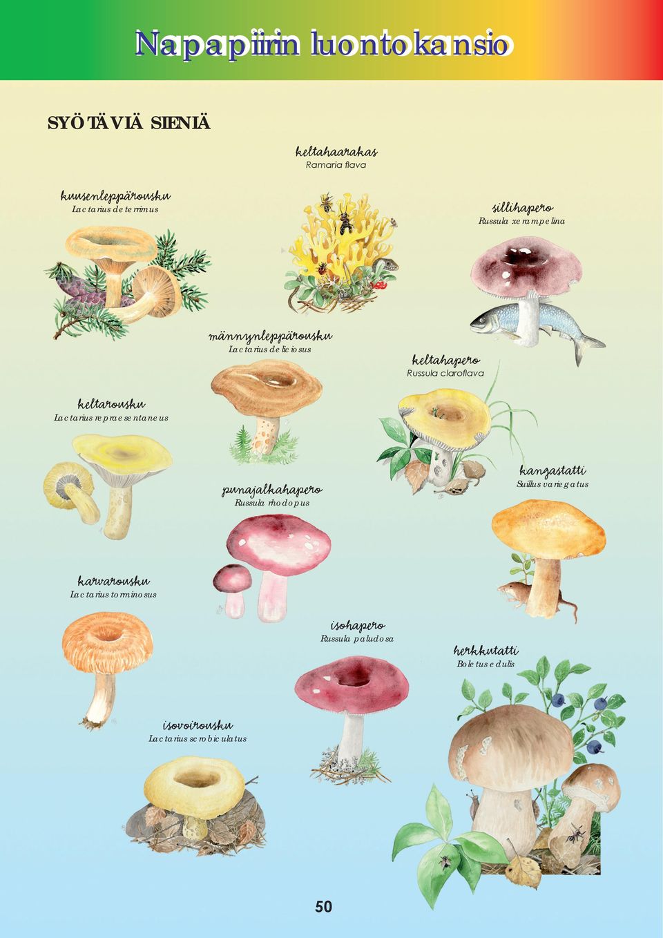 repraesentaneus punajalkahapero Russula rhodopus kangastatti Suillus variegatus karvarousku Lactarius