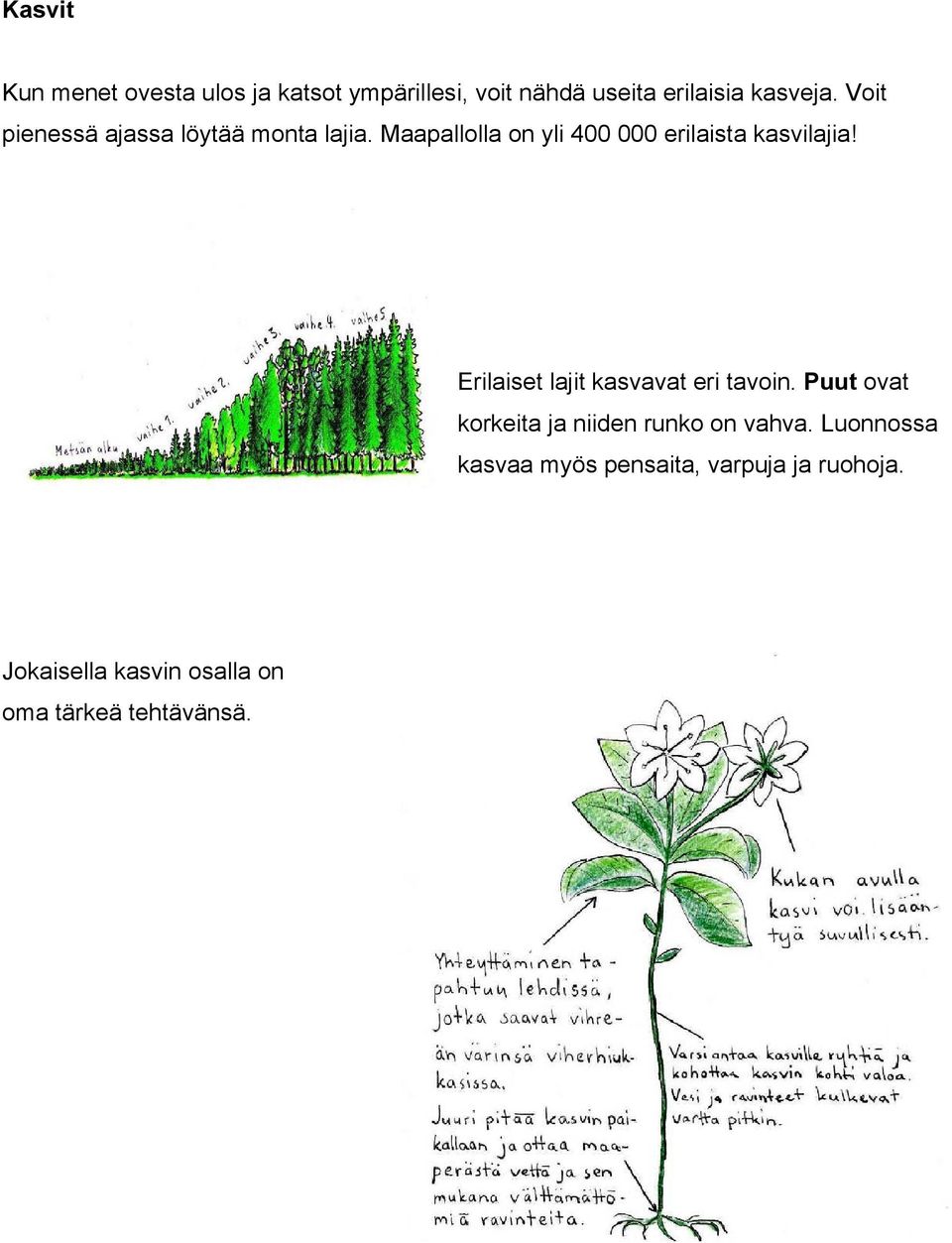 Erilaiset lajit kasvavat eri tavoin. Puut ovat korkeita ja niiden runko on vahva.