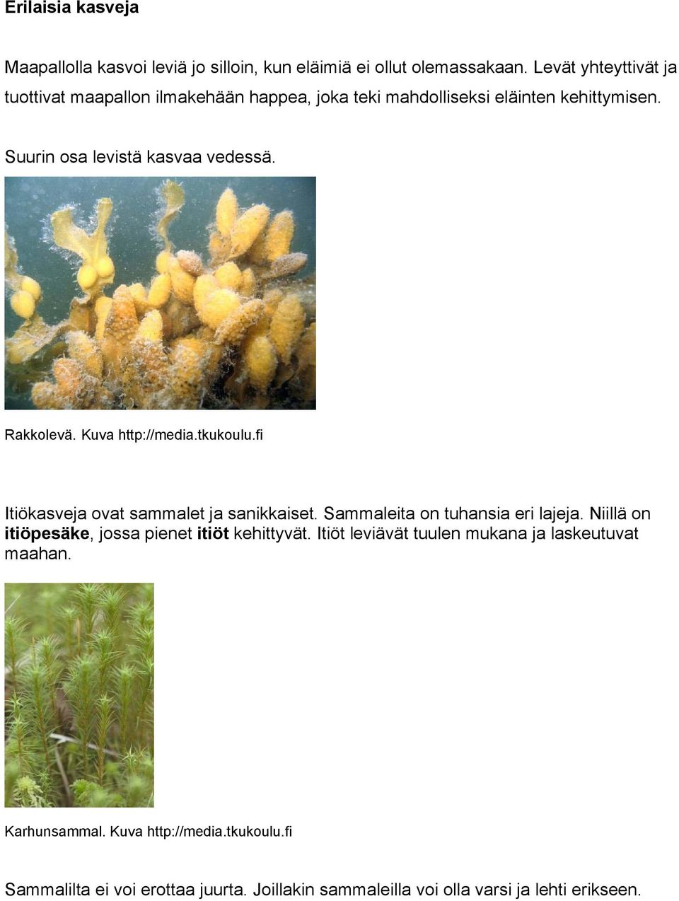 Rakkolevä. Kuva http://media.tkukoulu.fi Itiökasveja ovat sammalet ja sanikkaiset. Sammaleita on tuhansia eri lajeja.