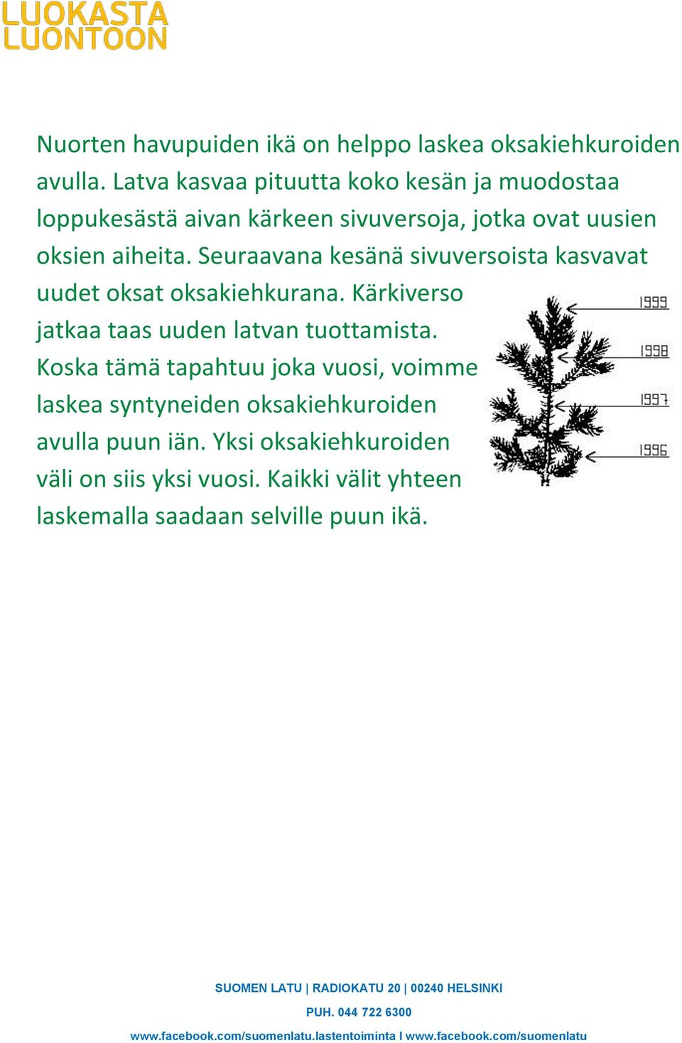 Seuraavana kesänä sivuversoista kasvavat uudet oksat oksakiehkurana. Kärkiverso jatkaa taas uuden latvan tuottamista.