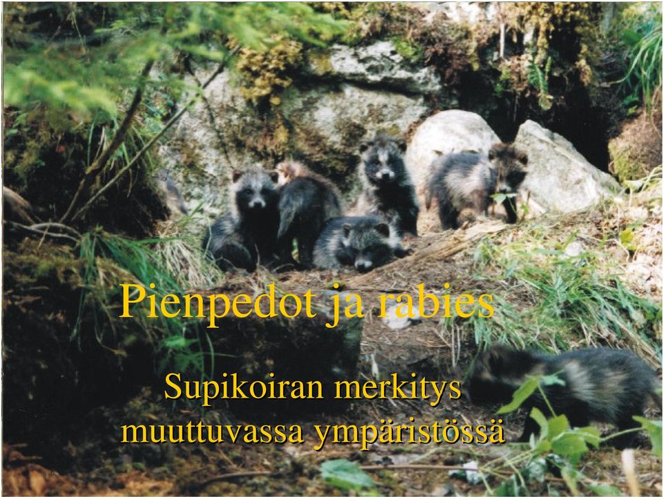 Supikoiran