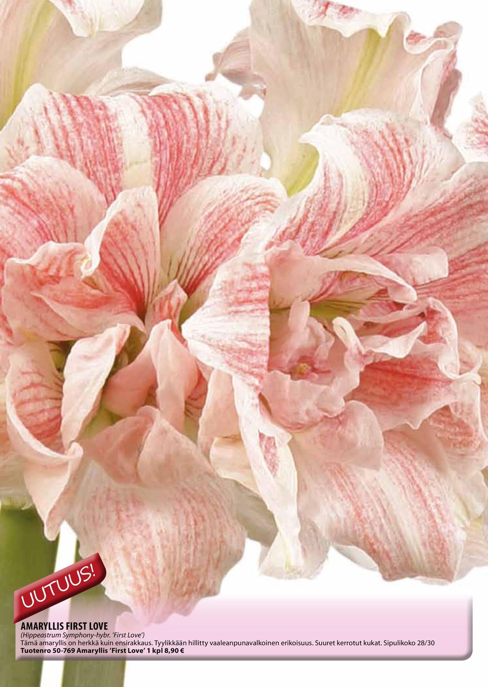 Tyylikkään hillitty vaaleanpunavalkoinen erikoisuus. Suuret kerrotut kukat.