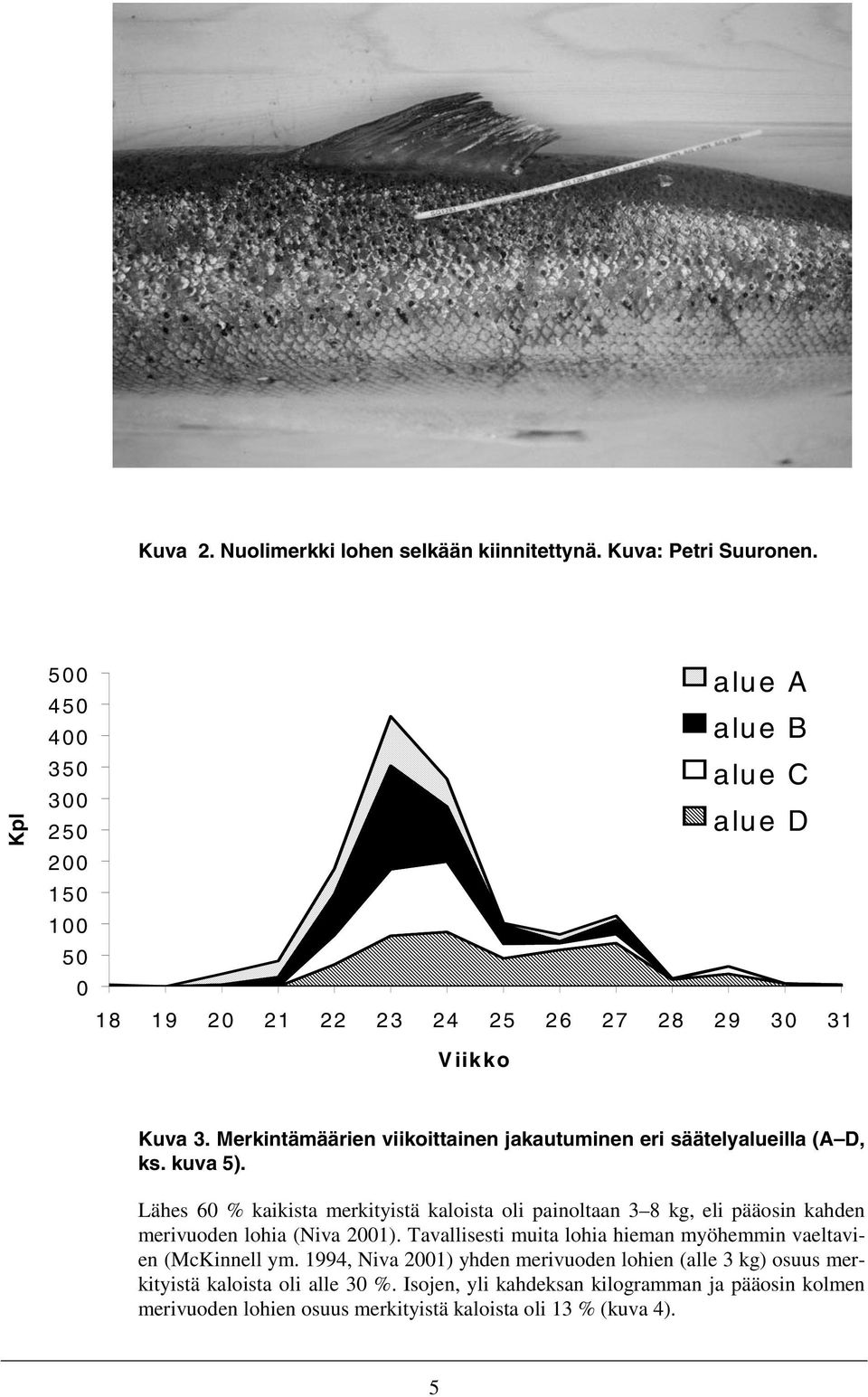 Lähes 60 % kaikista merkityistä kaloista oli painoltaan 3 8 kg, eli pääosin kahden merivuoden lohia (Niva 2001).