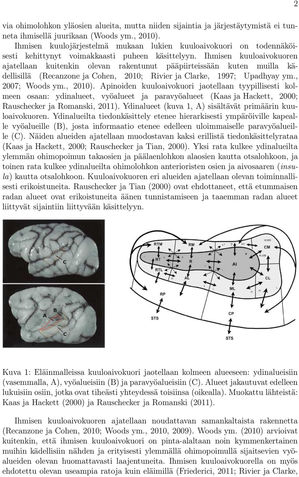 Ihmisen kuuloaivokuoren ajatellaan kuitenkin olevan rakentunut pääpiirteissään kuten muilla kädellisillä (Recanzone ja Cohen, 2010; Rivier ja Clarke, 1997; Upadhyay ym., 2007; Woods ym., 2010).