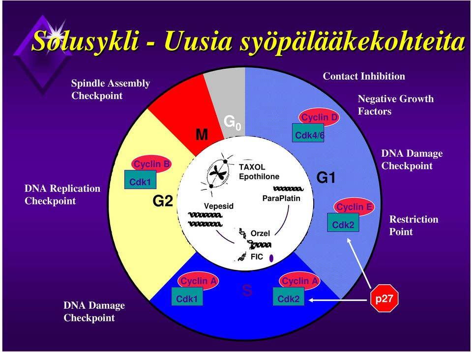 D Cdk4/6 Contact Inhibition G1 Cyclin E Cdk2 Negative Growth Factors DNA Damage