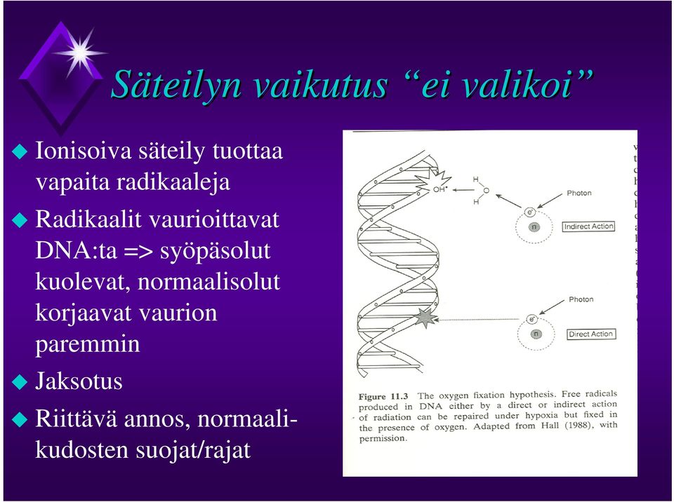 syöpäsolut kuolevat, normaalisolut korjaavat vaurion