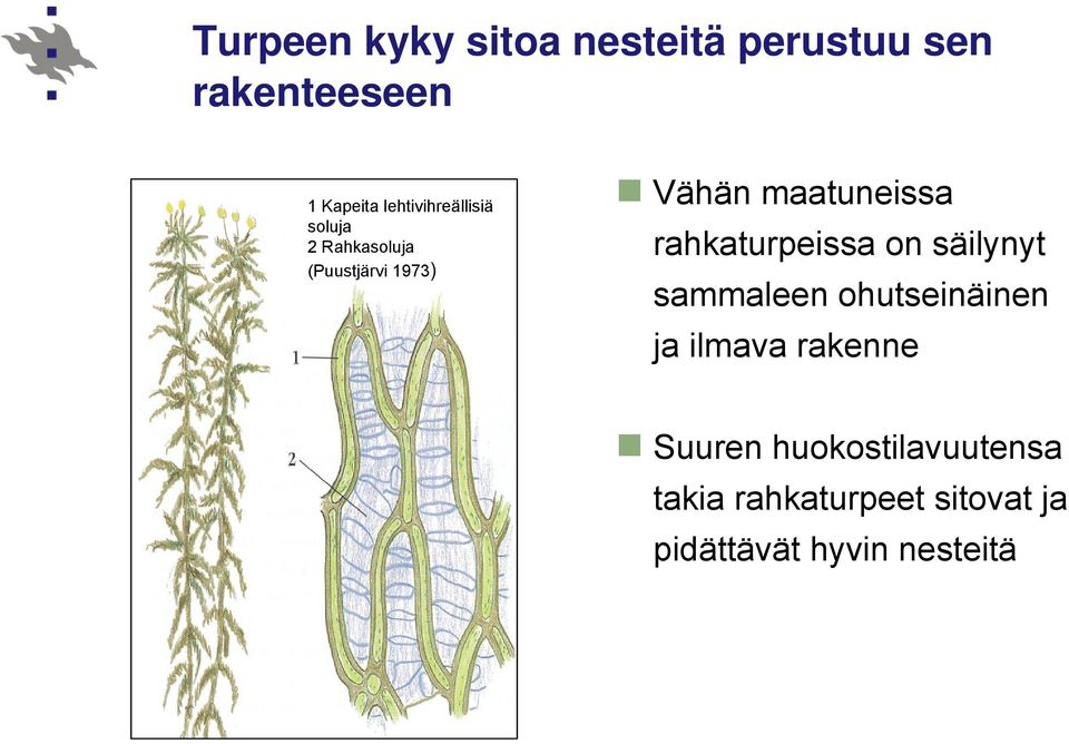 maatuneissa rahkaturpeissa on säilynyt sammaleen ohutseinäinen ja ilmava