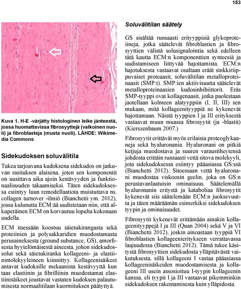 funktionaalisuuden takaamiseksi. Täten sidekudoksessa esiintyy luun remodellaatiota muistuttava ns. collagen turnover -ilmiö (Bianchetti ym.