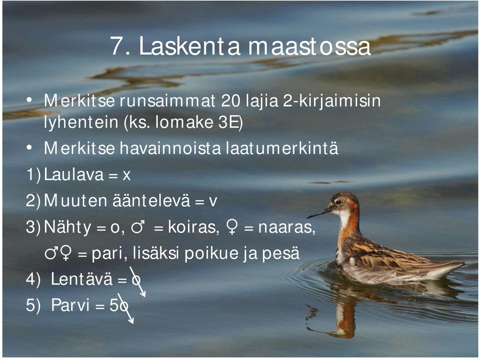 lomake 3E) Merkitse havainnoista laatumerkintä 1)Laulava = x