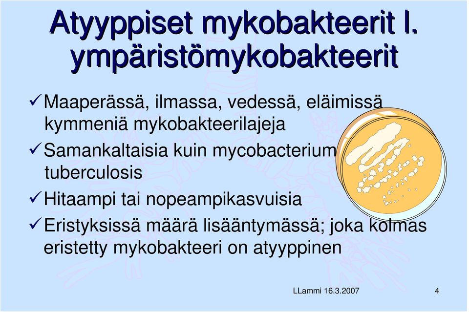 kymmeniä mykobakteerilajeja Samankaltaisia kuin mycobacterium tuberculosis