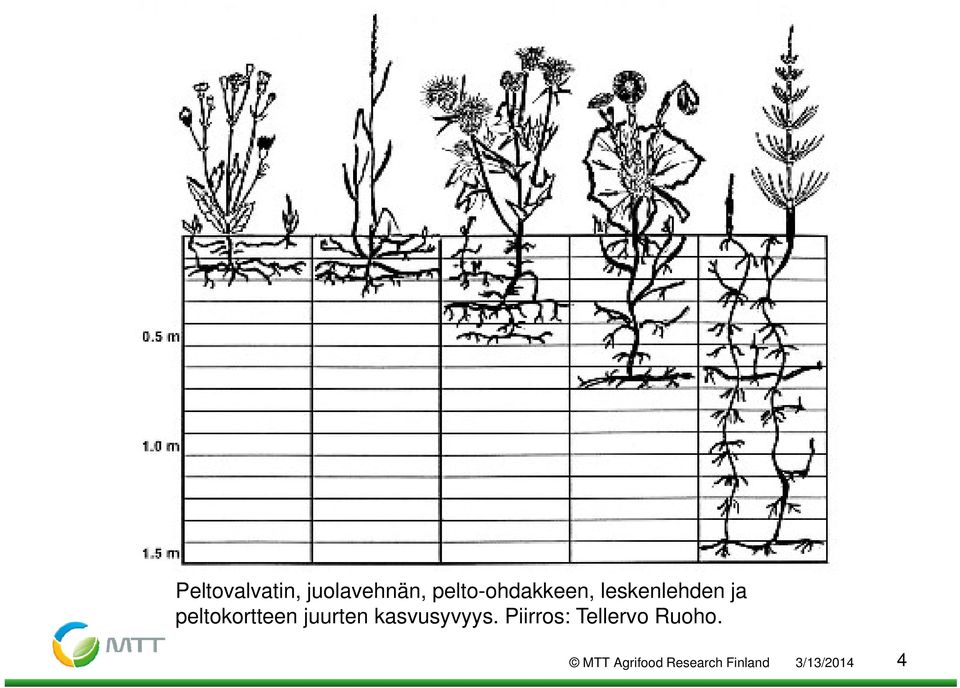 peltokortteen juurten kasvusyvyys.