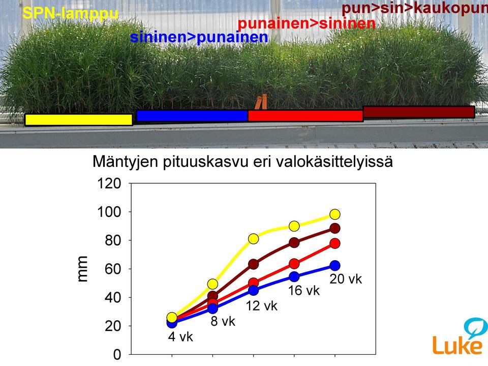 Mäntyjen pituuskasvu eri