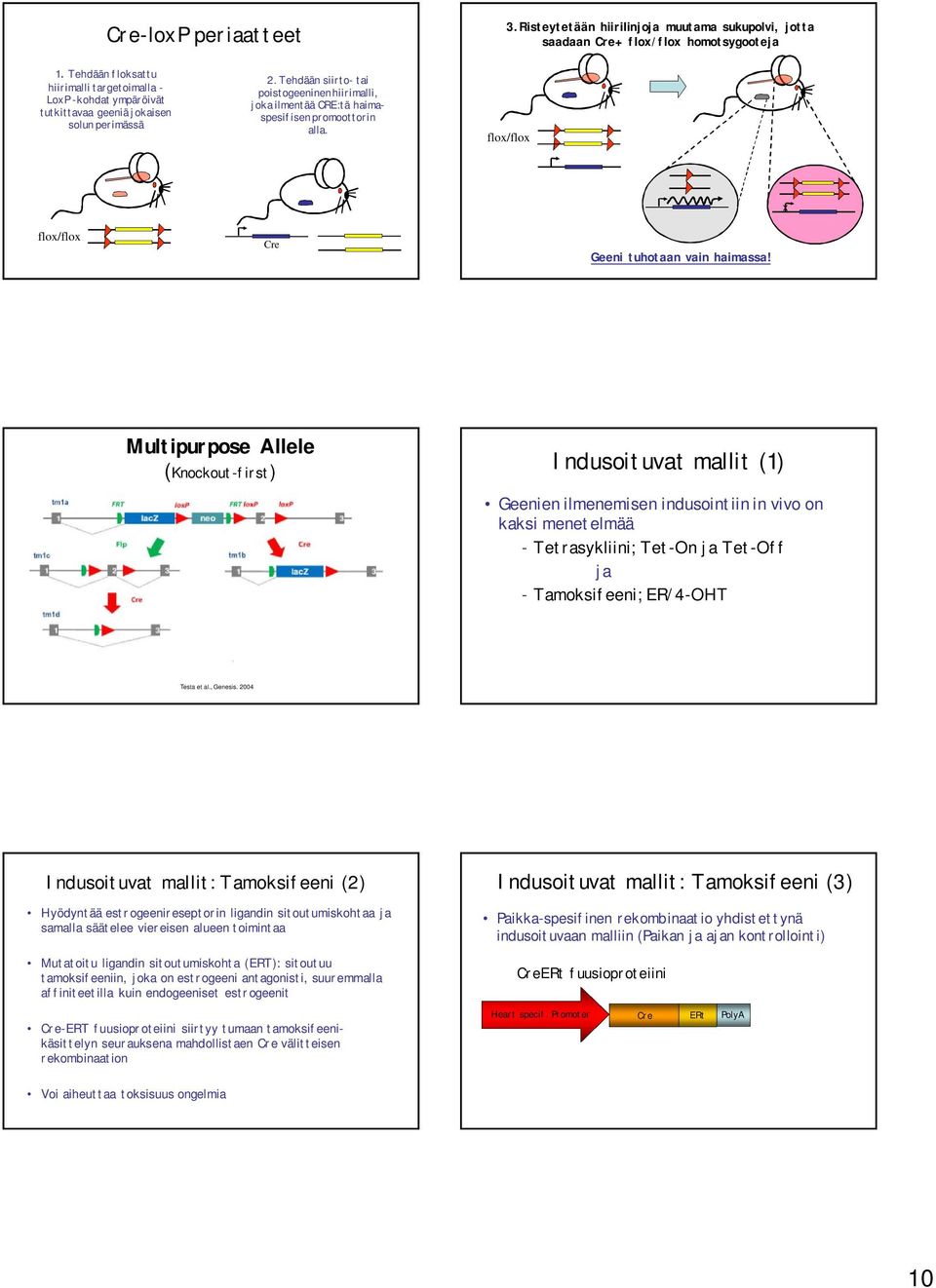 Tehdään siirto- tai poistogeeninenhiirimalli, joka ilmentää CRE:tä haimaspesifisen promoottorin alla. flox/flox x flox/flox Geeni tuhotaan vain haimassa!