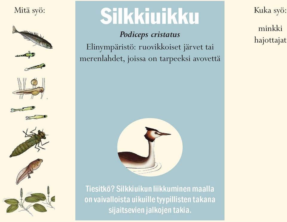 Kuka syö: minkki hajottajat Tiesitkö?