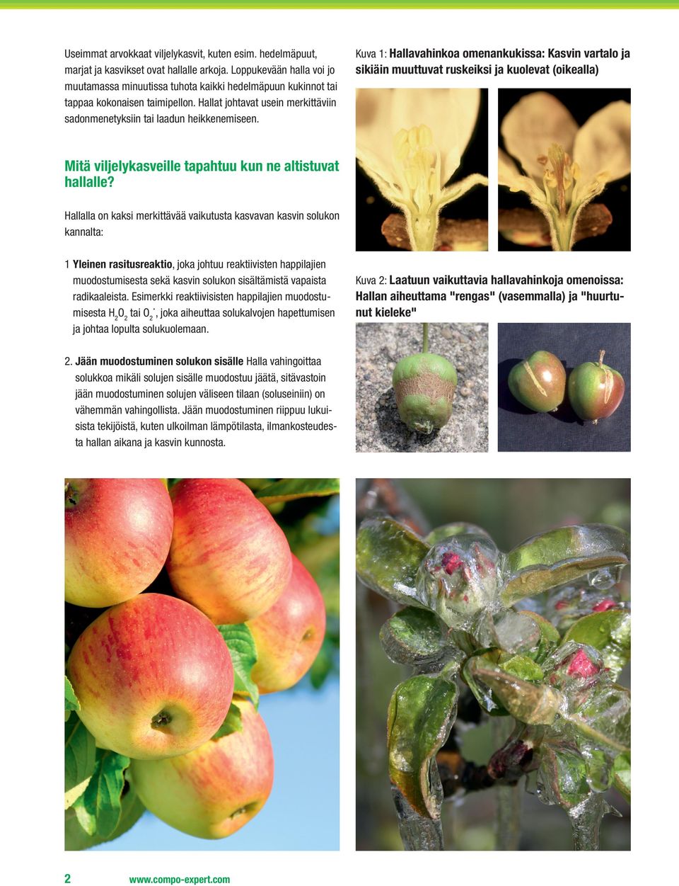 Kuva 1: Hallavahinkoa omenankukissa: Kasvin vartalo ja sikiäin muuttuvat ruskeiksi ja kuolevat (oikealla) Mitä viljelykasveille tapahtuu kun ne altistuvat hallalle?