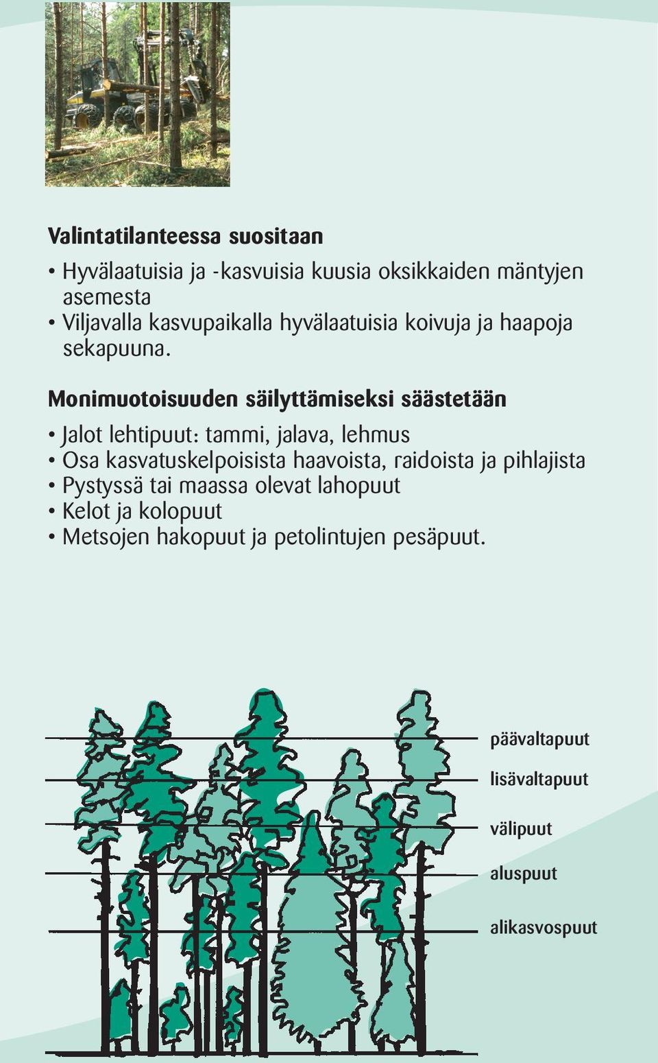 Monimuotoisuuden säilyttämiseksi säästetään Jalot lehtipuut: tammi, jalava, lehmus Osa kasvatuskelpoisista