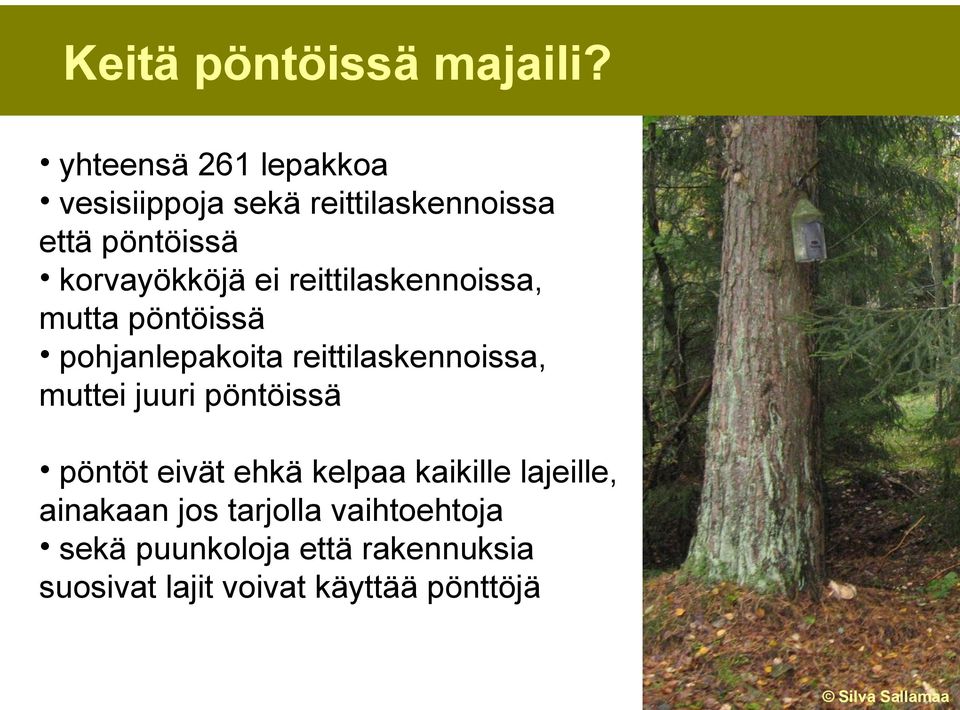 reittilaskennoissa, mutta pöntöissä pohjanlepakoita reittilaskennoissa, muttei juuri