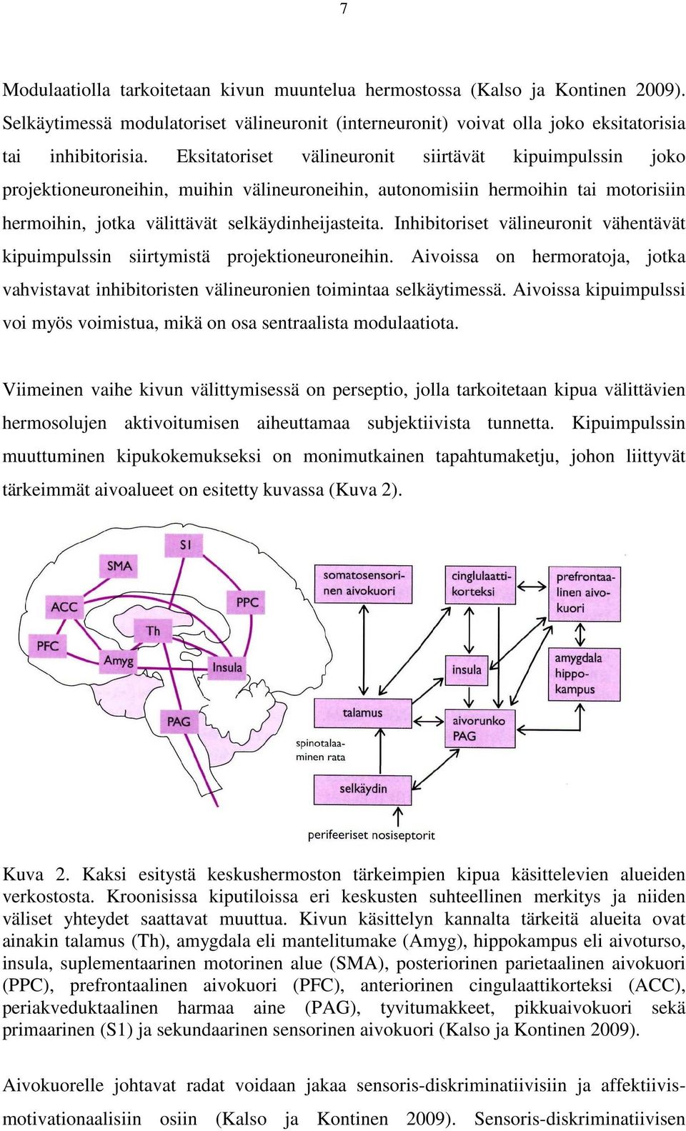 Inhibitoriset välineuronit vähentävät kipuimpulssin siirtymistä projektioneuroneihin. Aivoissa on hermoratoja, jotka vahvistavat inhibitoristen välineuronien toimintaa selkäytimessä.