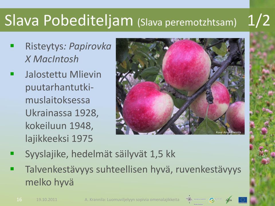 1928, kokeiluun 1948, lajikkeeksi 1975 Syyslajike, hedelmät säilyvät