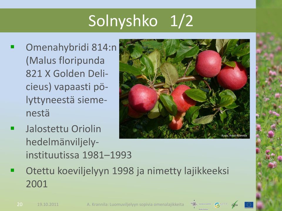 Jalostettu Oriolin hedelmänviljelyinstituutissa 1981 1993