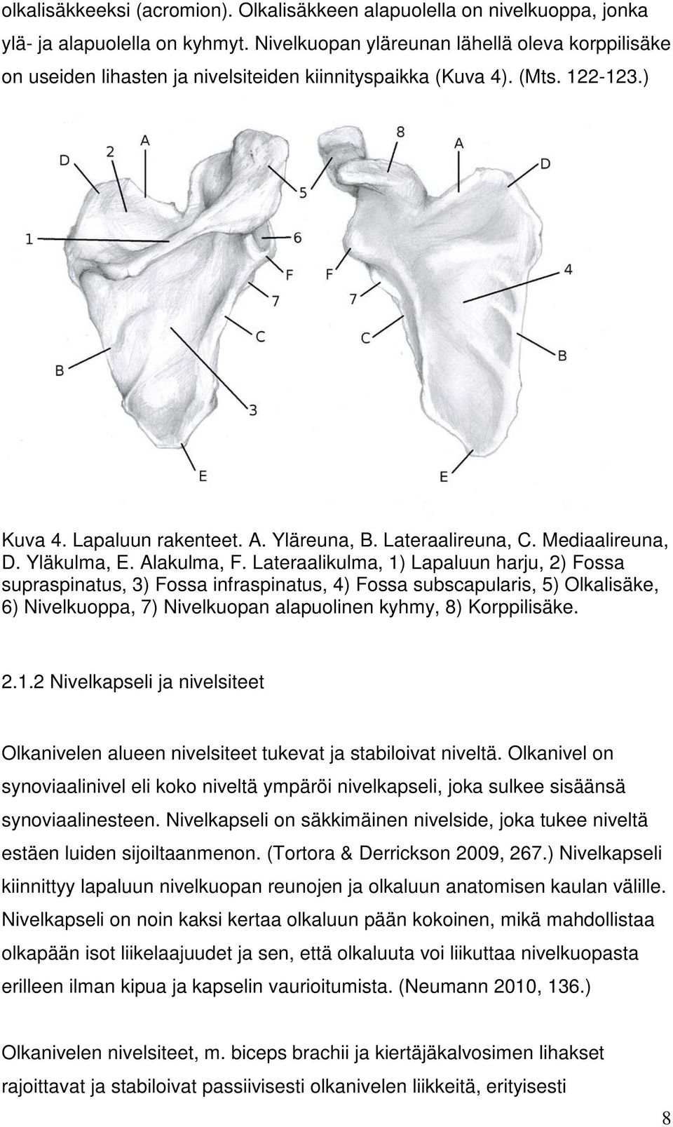 Mediaalireuna, D. Yläkulma, E. Alakulma, F.