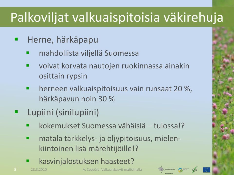 %, härkäpavun noin 30 % Lupiini (sinilupiini) 3 kokemukset Suomessa vähäisiä tulossa!
