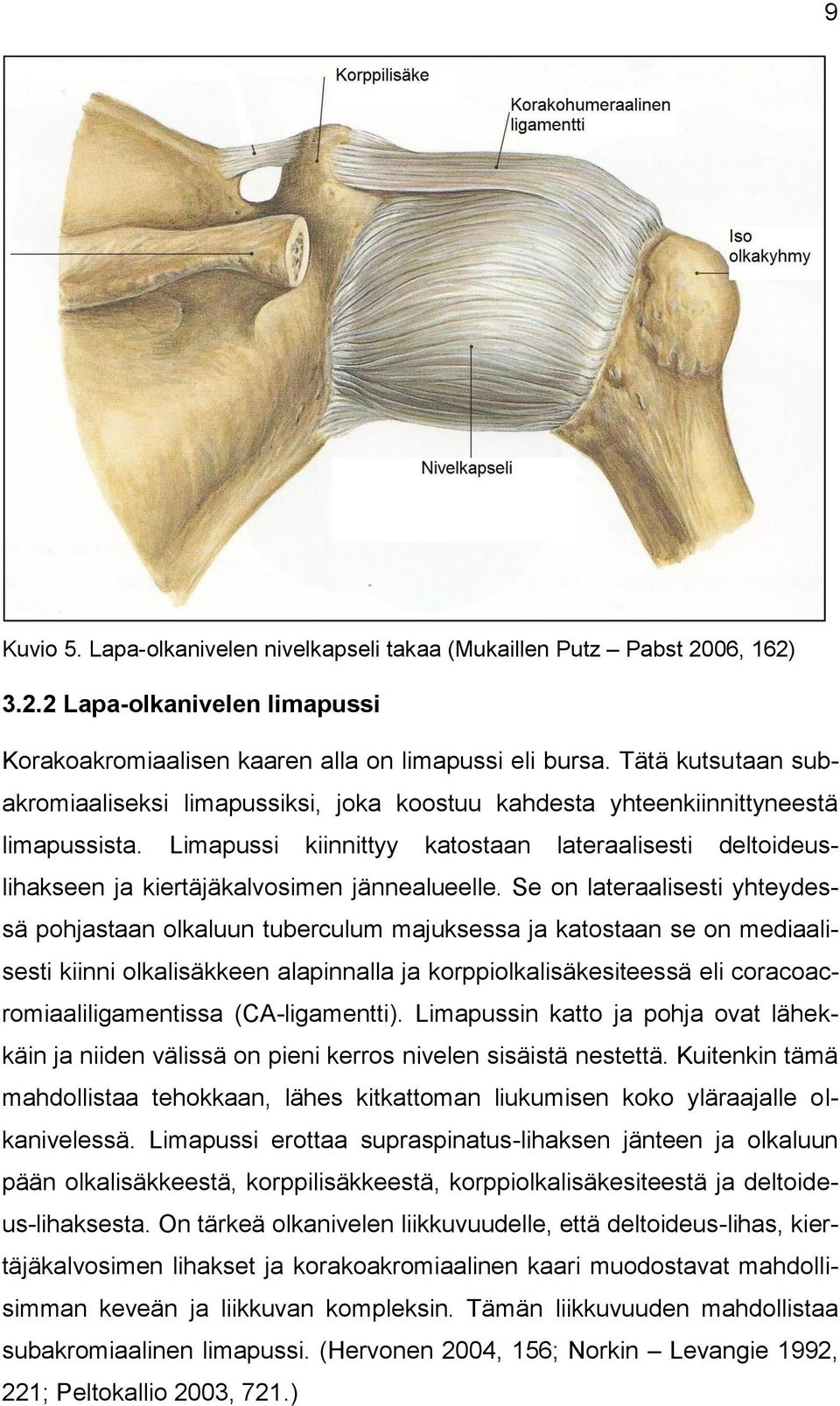 Limapussi kiinnittyy katostaan lateraalisesti deltoideuslihakseen ja kiertäjäkalvosimen jännealueelle.