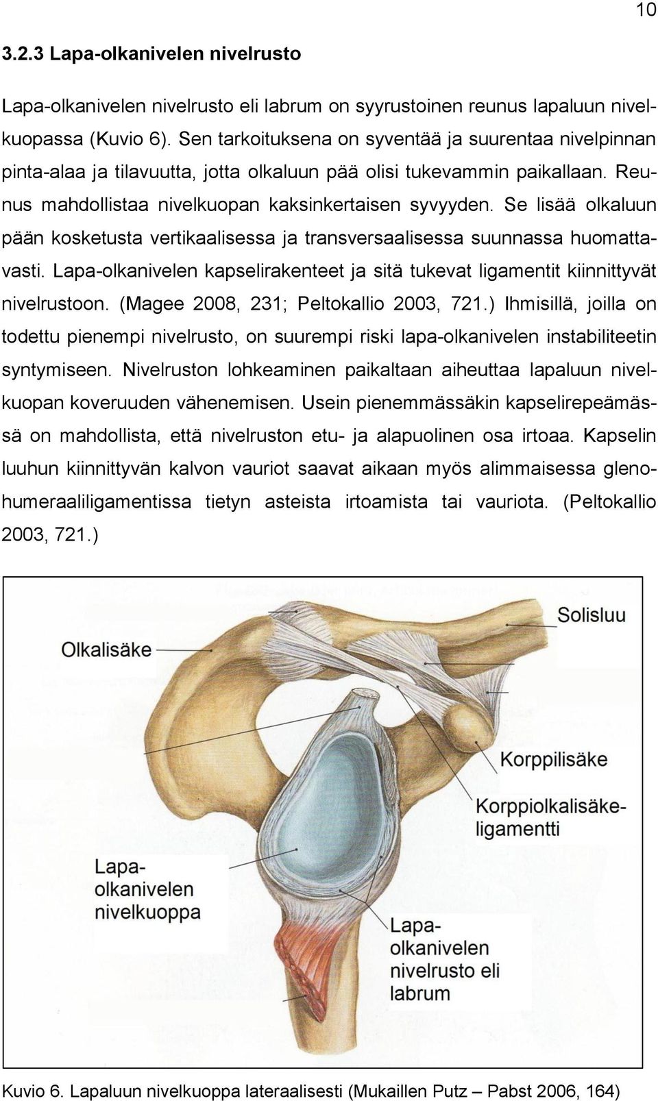 Se lisää olkaluun pään kosketusta vertikaalisessa ja transversaalisessa suunnassa huomattavasti. Lapa-olkanivelen kapselirakenteet ja sitä tukevat ligamentit kiinnittyvät nivelrustoon.