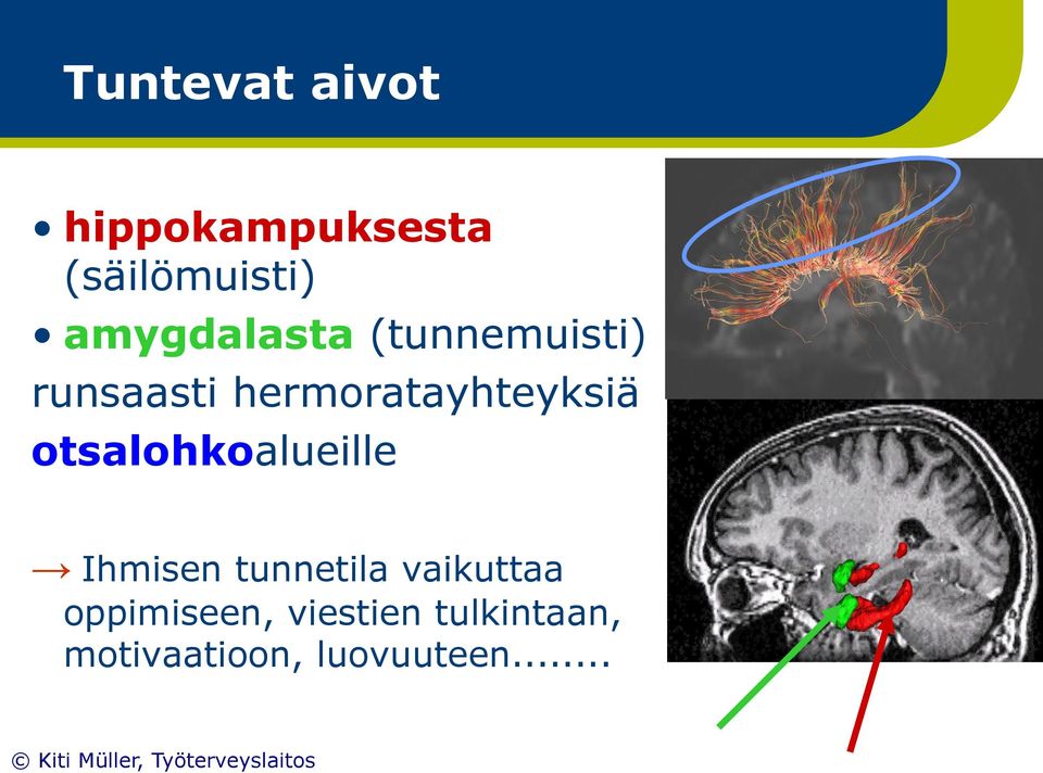 hermoratayhteyksiä otsalohkoalueille Ihmisen