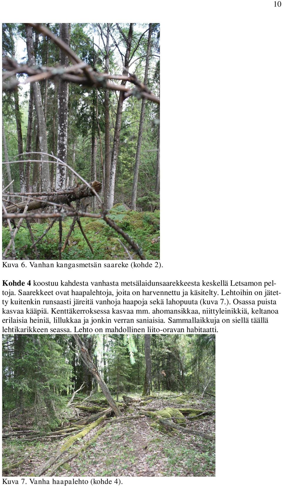 Lehtoihin on jätetty kuitenkin runsaasti järeitä vanhoja haapoja sekä lahopuuta (kuva 7.). Osassa puista kasvaa kääpiä.